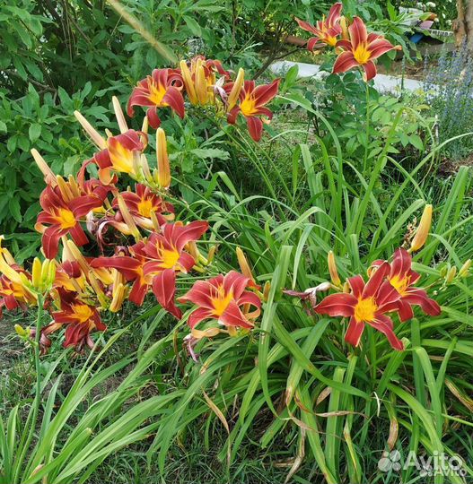 Многолетники:хосты,примулы,маргаритки,лилейник