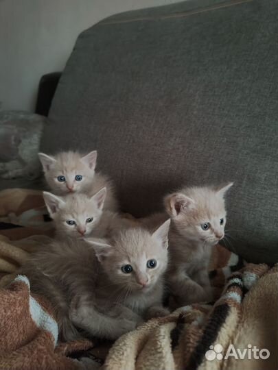 Котята, 1 месяц