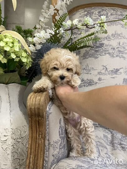 Той-пудель / Мальтипу