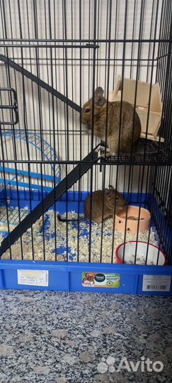 Две Чилийские белки дегу с клеткой