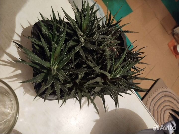 Цветы, кактусы, растения