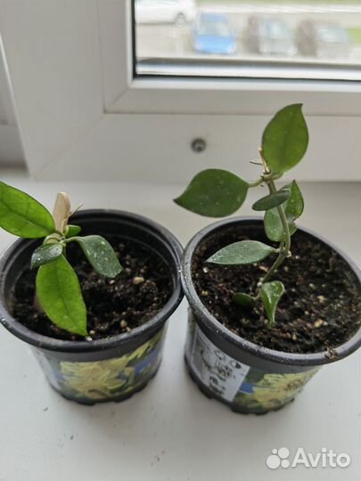 Хойя лакуноза эскимо сильвер