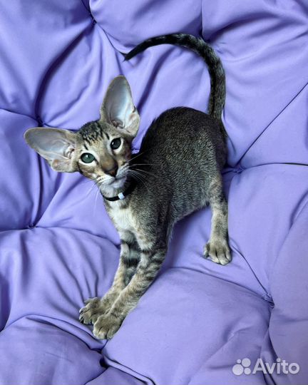 Ориентальные котята