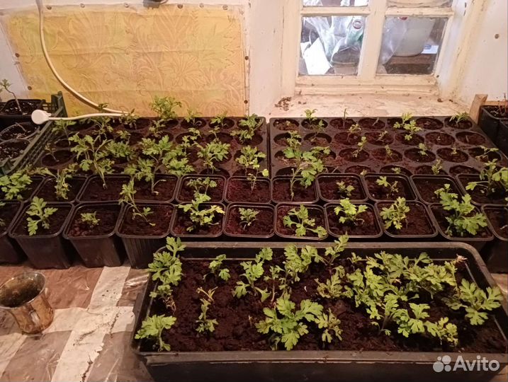 Хризантема - мультифлора