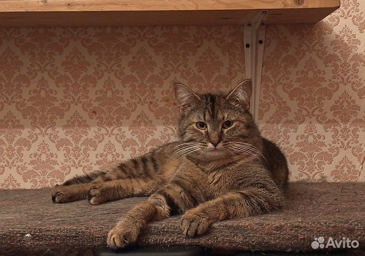 Кошечка в добрые руки