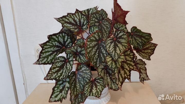 Бегония королевская