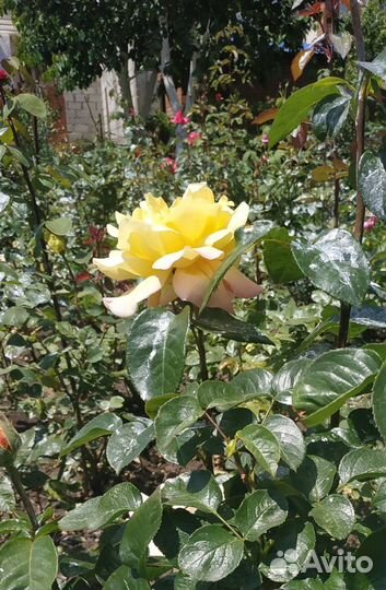 Роза Глория Дей, Темно алая роза