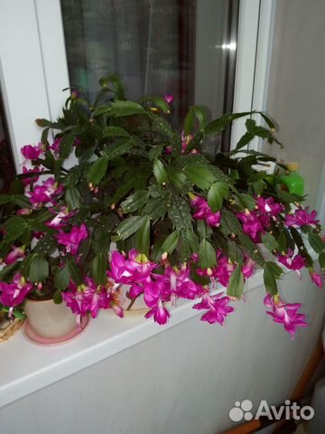 Комнатное растение цветок 