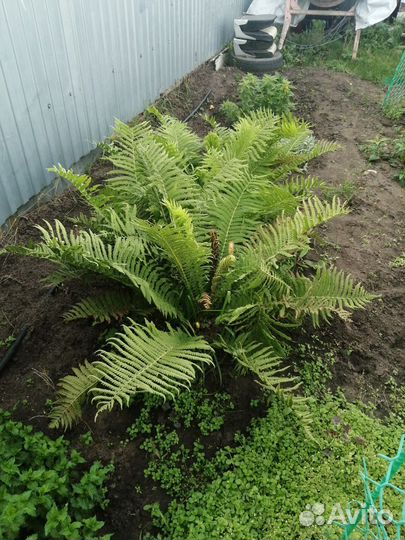 Продам цветочки многолетки по 100р большие кустики