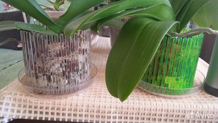 Кашпо корона