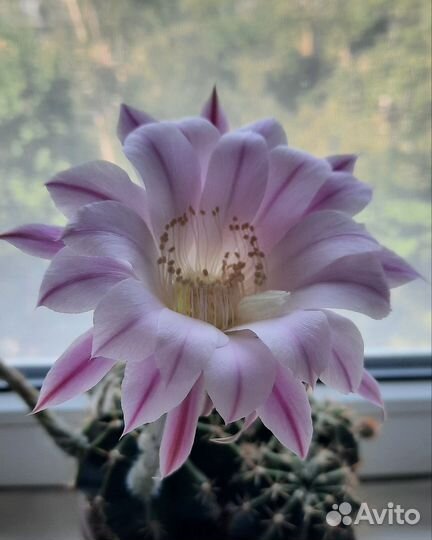 Кактус Эхинопсис