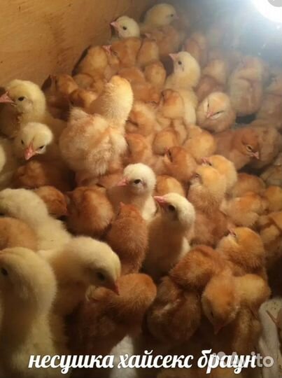 Суточные цыплята несушки