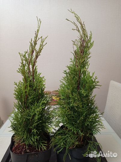 Туя смарагд