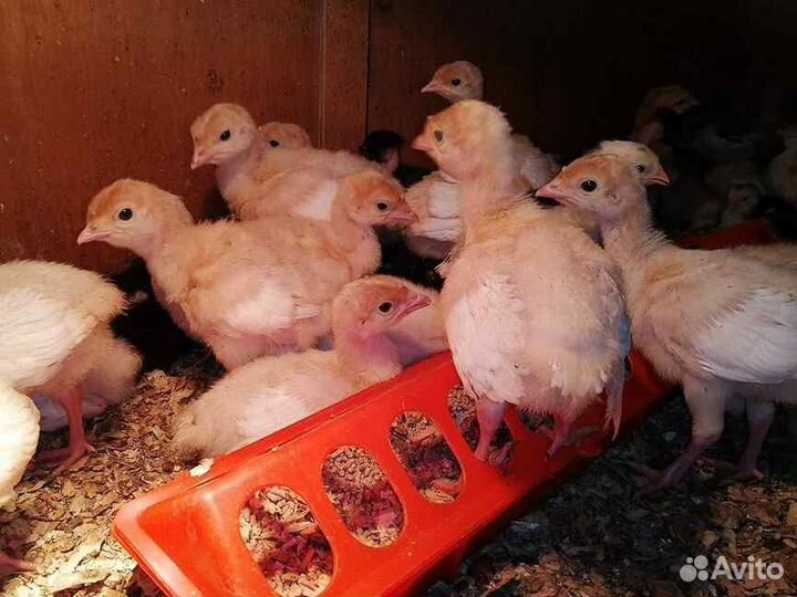 Индюшата хайбрид конвертер, на 31 мая