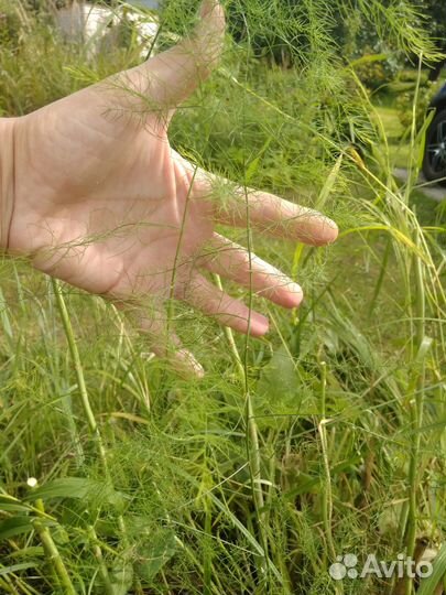 Аспарагус (ёлочка для букетов) садовый, корень