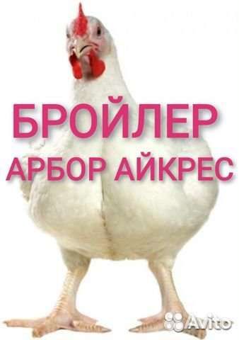 Яйцо бройлера, утиное