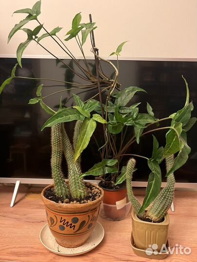 Отдаю комнатные цветы