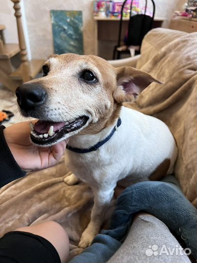 Передержка, догситтер, зооняня, рн. мамайка