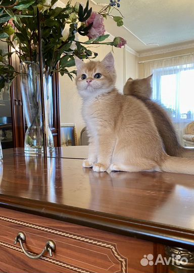 Золотая шиншилла