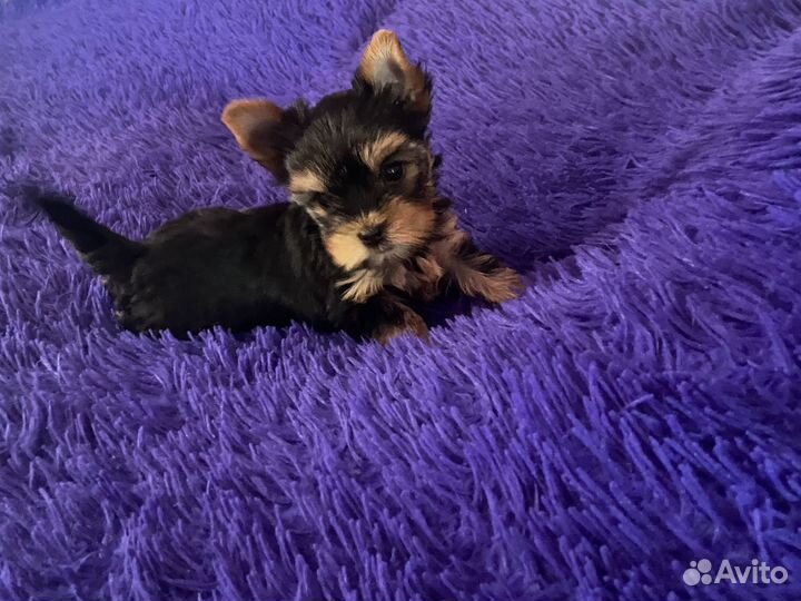 Йоркширский терьер