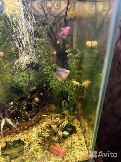 Аквариум