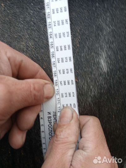 Бычки годовалые