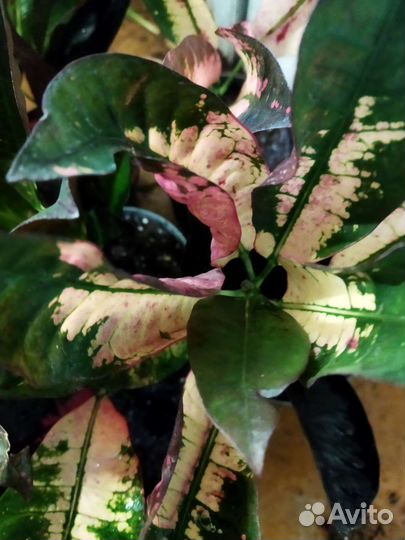 Кодиеум(Кротон) Миссис Айстон