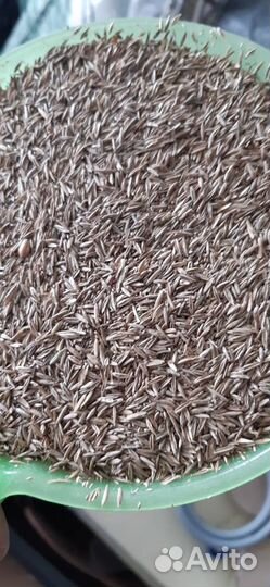 Семена газонной травы (дачная лужайка)