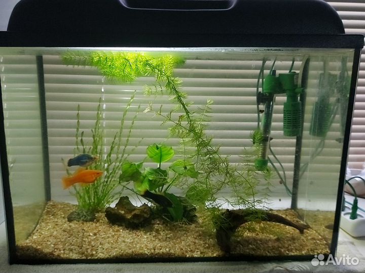Аквариум с рыбками