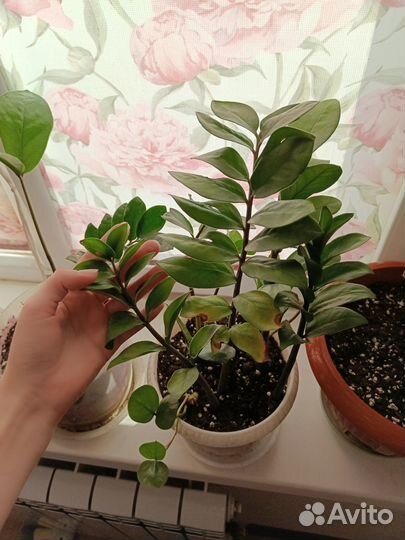 Замиокулькас долларовое дерево