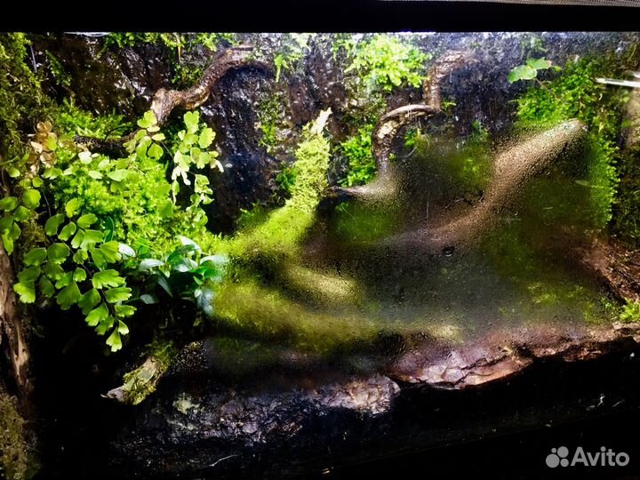 Оформление аквариум,флорариум,палюдариум,вивариум