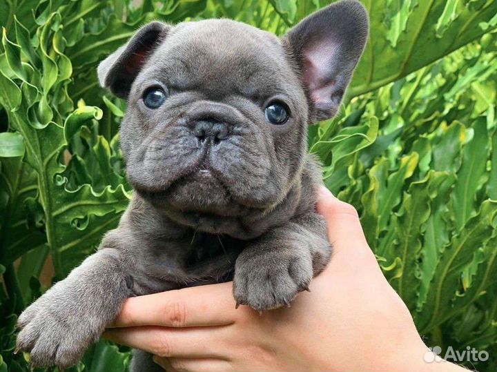 Французский бульдог щенки голубой