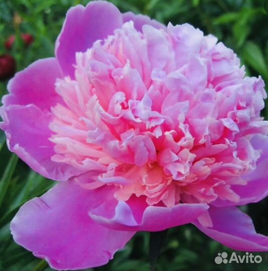 Пионы розовые кусты