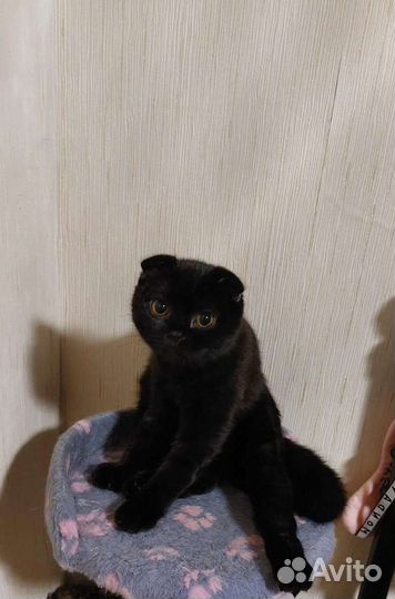 Кошечка в добрые руки