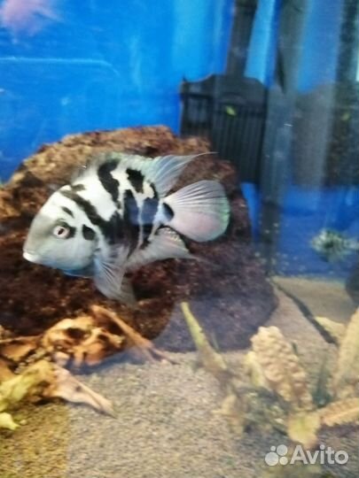 Пара сапфировых попугаев