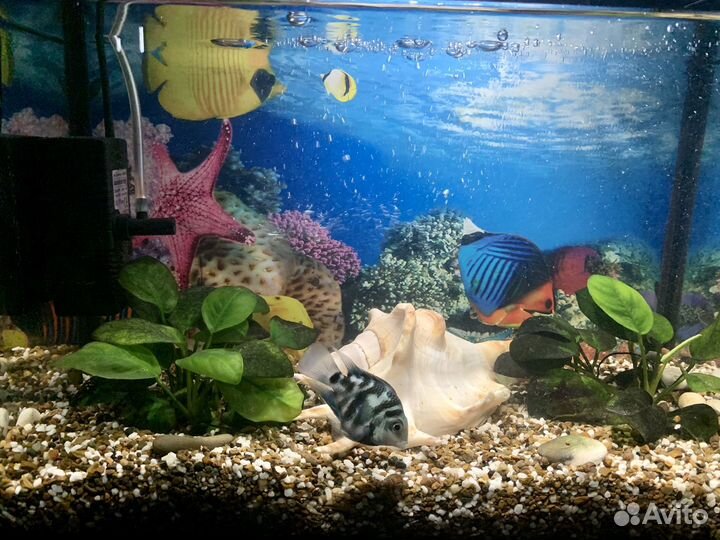 Аквариум 15 литров