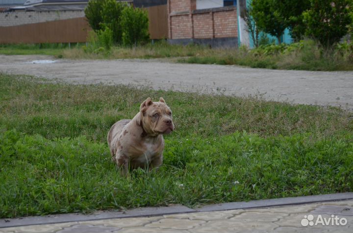 Американский булли