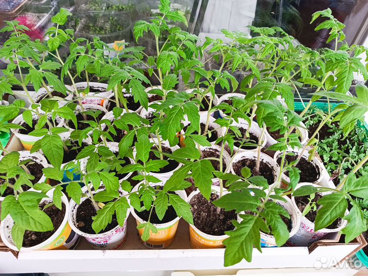 Рассада помидор черри