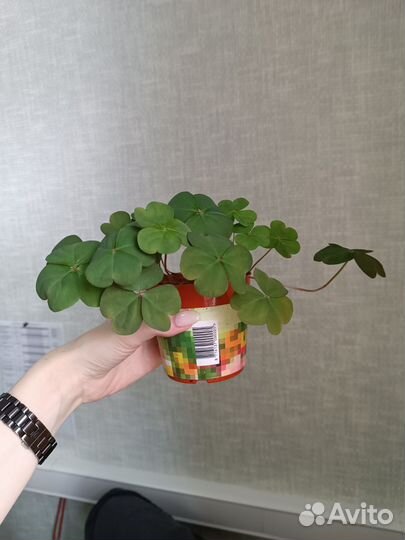 Кислица оксалис