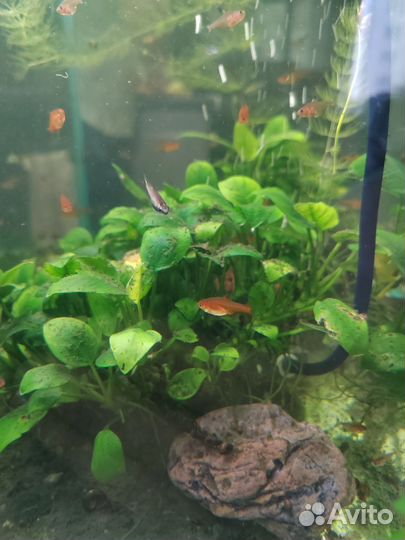 Коридорас Пигмей, тетра Аманды, улитка Хелена