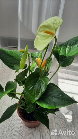 Антуриум ванила
