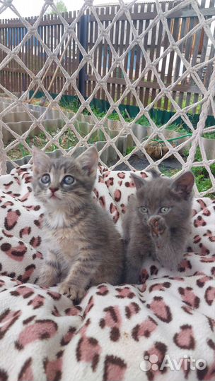 Кошка. Котёнок. Котята
