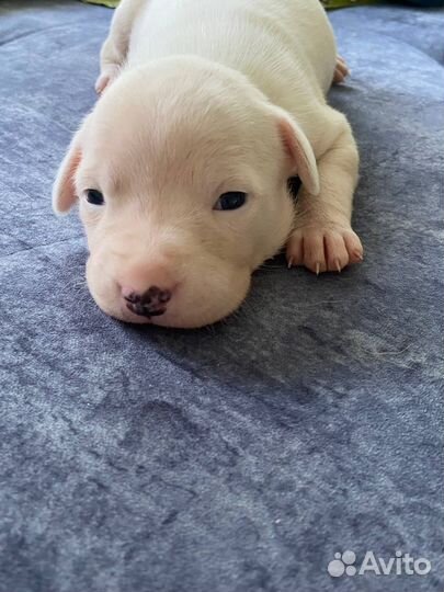 Щенки стаффорда