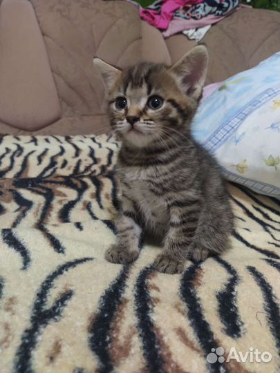 Котята шотладские