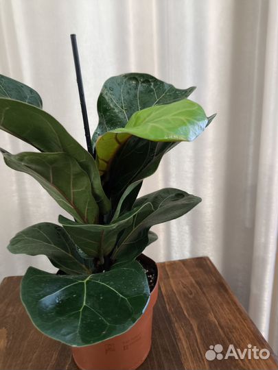 Фикус Лирато Бомбино