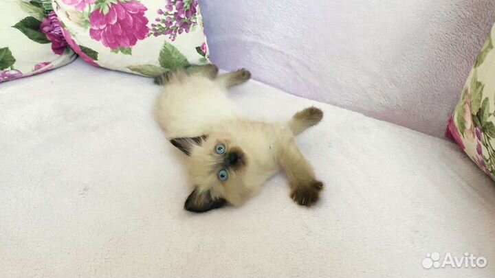 Котята