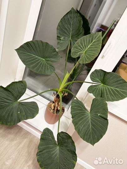 Алоказия регал шилдс