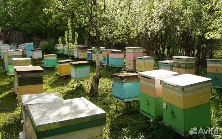 Мёд натуральный из Алтая опт min 16kg