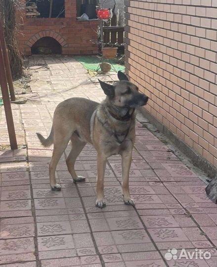 Собака в добрые руки отдам бесплатно