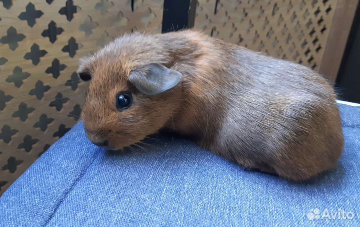 Морские свинки